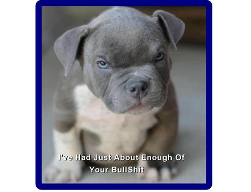 Funny mad pit bull terrier - pit,
