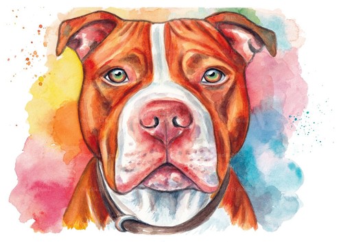 Pit bull terrier - bull, acquerello