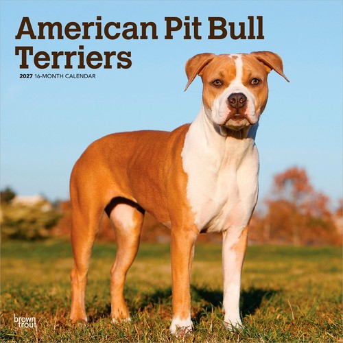 American pit bull - american,