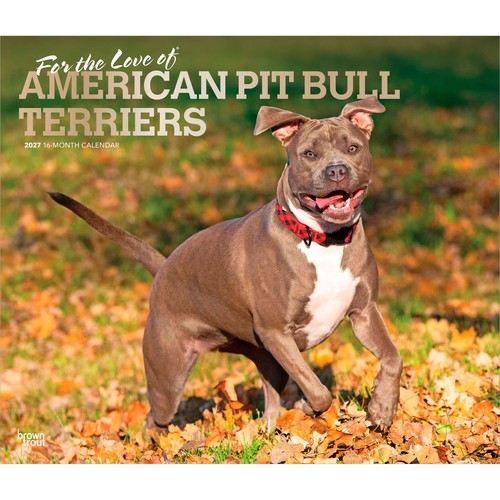 American pit bull - terrier, |